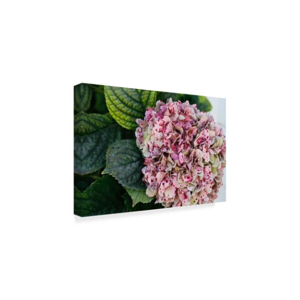 American School 'Hydrangea Closeup' Canvas Art,30x47